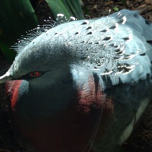 Victoria Crowned Pigeon