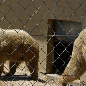 Honey & Pooh - Syrian Bears