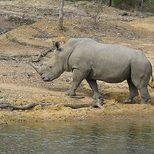 Wite Rhino