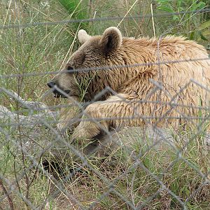 Syrian Bear