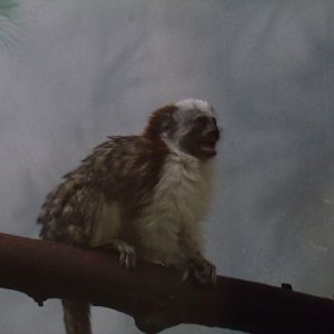 Geoffroy's Tamarin