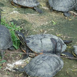 Red-Eared Sliders and Eastern River Cooters