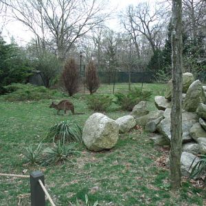 Wallaby/Goose/Kangaroo Enclosure (Part 4)
