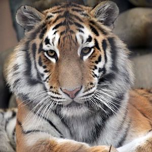 Siberian tiger