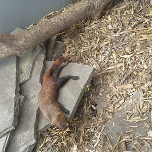 ring-tailed mongoose