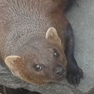 ring-tailed mongoose