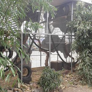 coati-enclosure
