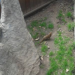 dwarf mongoose enclosure