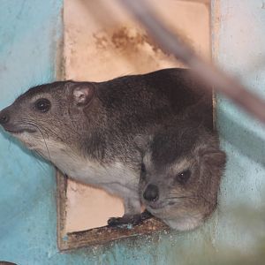 Yellow-spotted rock hyrax