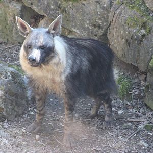 Brown hyena