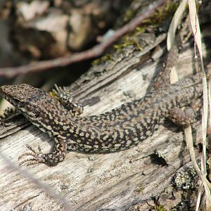Common wall lizard