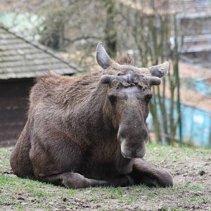 European moose