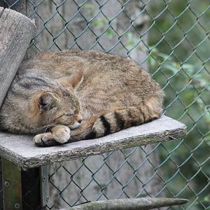 European wild cat