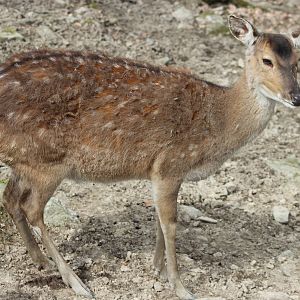 Vietnamese sika deer