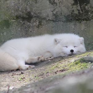 Arctic fox
