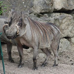 Northern warthog