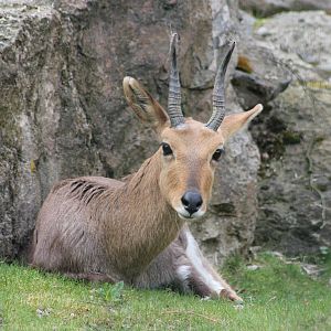 Southern mountain reedbuck