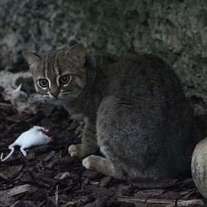 Rusty-spotted cat