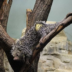 Brazilian porcupine