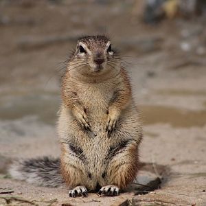 Cape ground squirrel