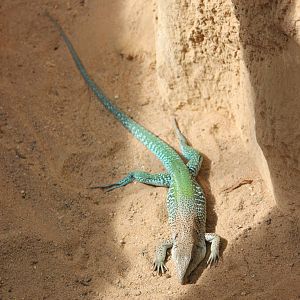 Blue ameiva