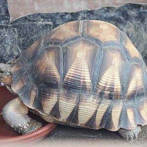 Ploughshare tortoise