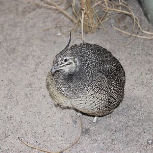 Elegant-crested tinamou
