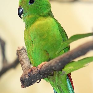 Blue-crowned hanging parrot