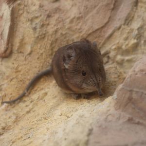 Round-eared elephant shrew