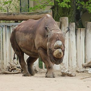 South-central black rhinoceros