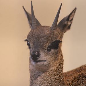 Ethiopian klipspringer