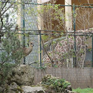 Ethiopian klipspringer and Reticulated giraffe