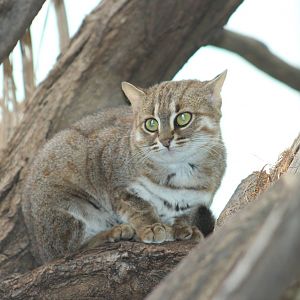 Sri Lankan rusty-spotted cat
