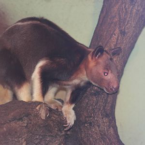 Goodfellow's tree-kangaroo