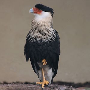 Cheriway's caracara