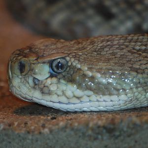Mexican West Coast rattlesnake