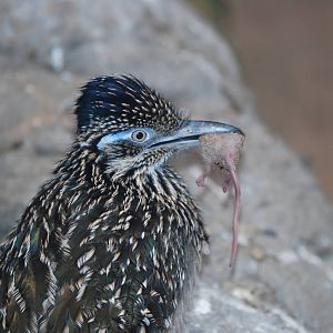 Greater roadrunner
