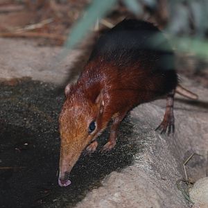 Black-and-rufous elephant-shrew