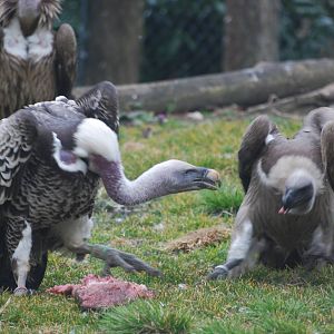 Squabbling vultures