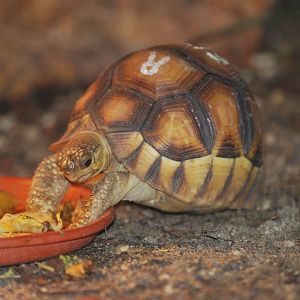 Ploughshare tortoise