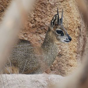 Ethiopian klipspringer