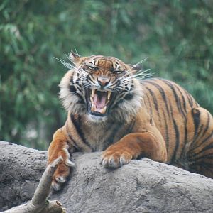 Sumatran tiger