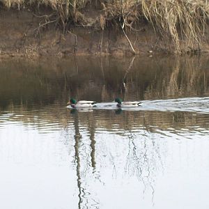 Mallards in kingfisher habitat