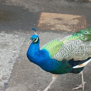 Free-ranging peawfowl