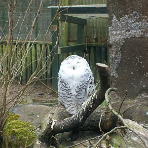 Snowy owl