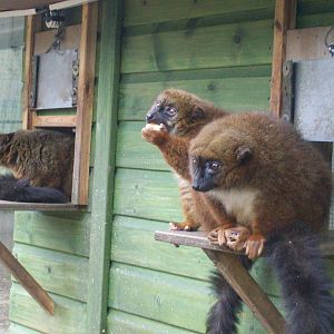 Red-bellied lemur