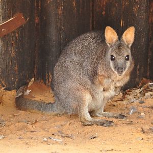 Tammar wallaby/ Macropus eugenii