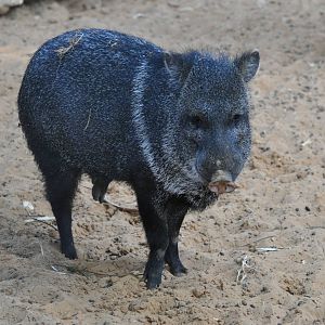 Collared peccary/ Pecari tajacu