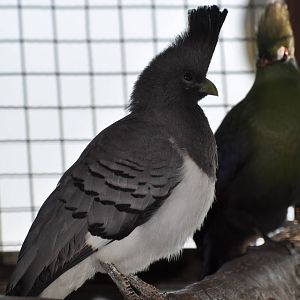 White-bellied go-away bird/ Corythaixoides leucogaster