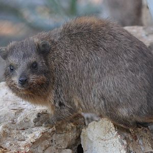 Rock hyrax/ Procavia capensis syriaca